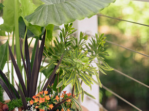 A terracotta pot used as a container garden with a large elephant ear and other seasonal plants by Meeting Green