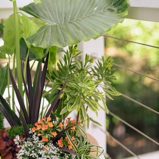 A terracotta pot used as a container garden with a large elephant ear and other seasonal plants by Meeting Green
