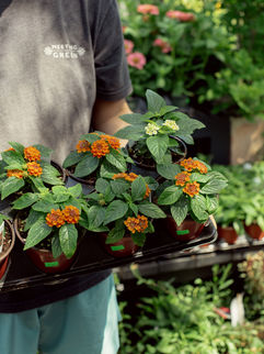 Blooming Lantana at Meeting Green in Charleston, SC