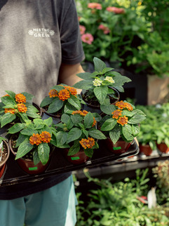 Blooming Lantana at Meeting Green in Charleston, SC