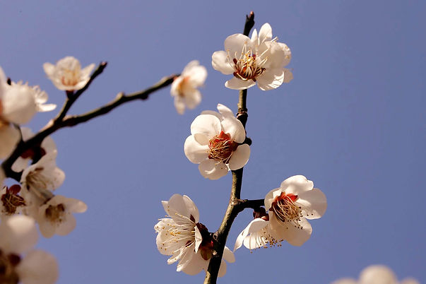 Gérer ses émotions avec les fleurs de Bach et Rescue