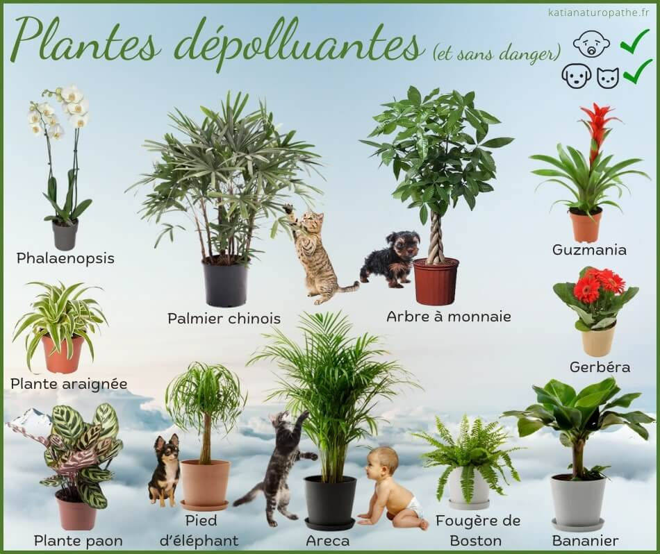 Des plantes vertes dépollluantes et sans danger pour les enfants et les animaux