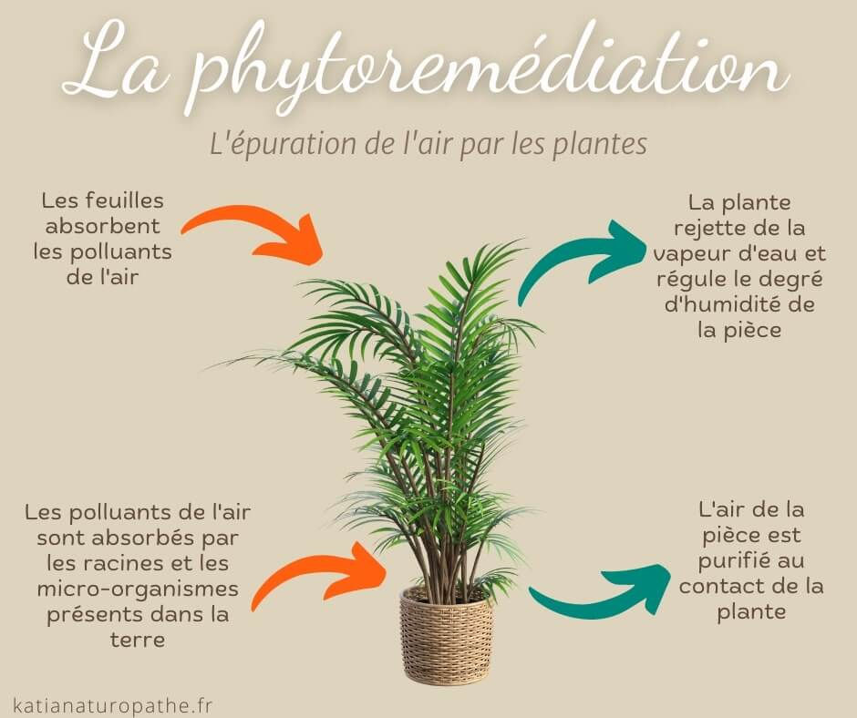 La phytoremédiation ou les mécanismes d'épuration de l'air par les plantes
