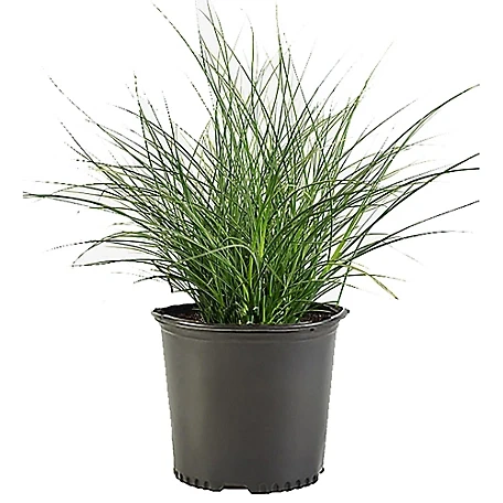 1 gallon plant in nursery pot