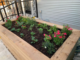 Raised wooden garden bed with plants and red flowers