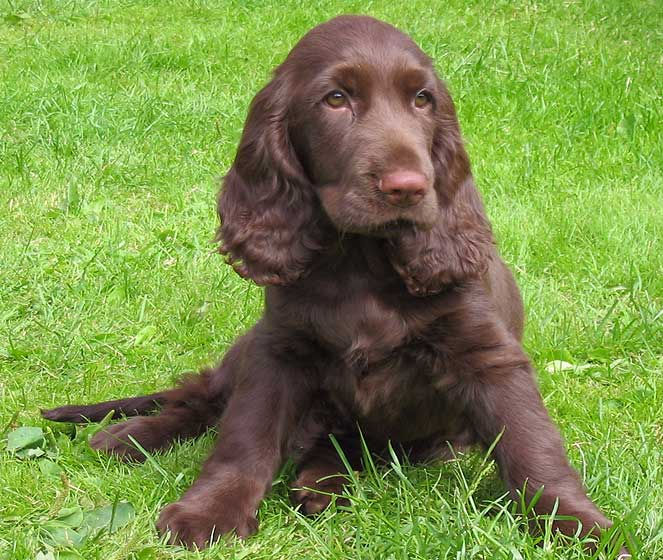 Field Spaniel