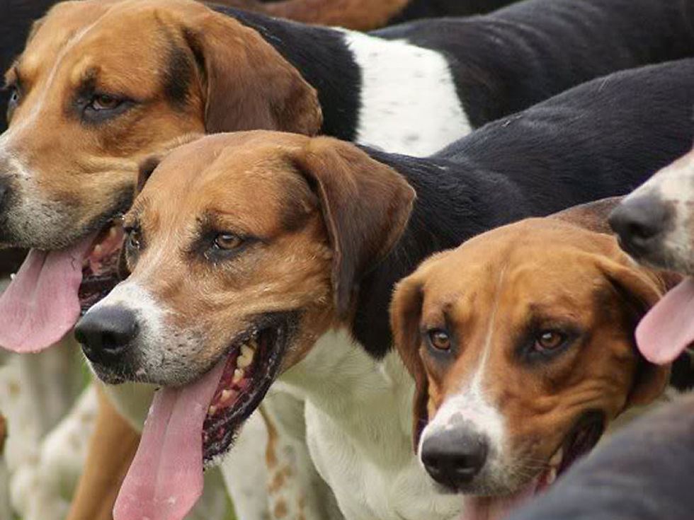 Foxhound Inglês