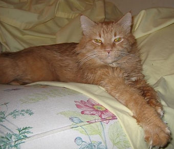 A cat named Bear relaxing on the sofa at Wendy's Pet Care