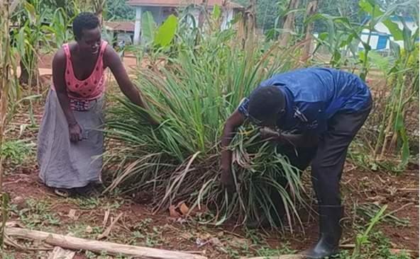 Checking progress on agreed action points (photo shows a mosquito repellent plant)
