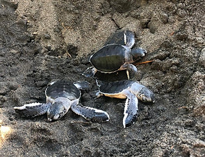 Tortuguero Bridwatching