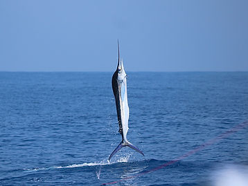 IMG_2599.JPG