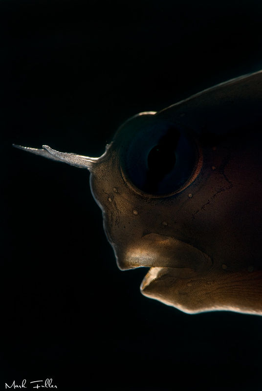 Blenny backlit