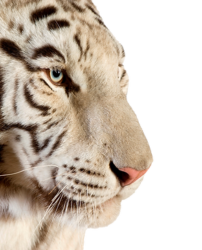 White tiger_edited_edited.png