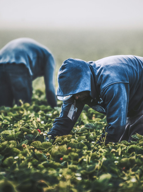 People picking berries in a field 