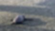 A baby sea turtle crawls across dark, textured sand towards the ocean, with soft sunlight highlighting its shell.