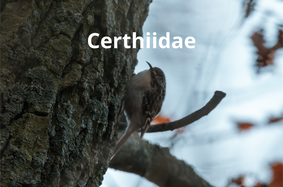 Certhiidae