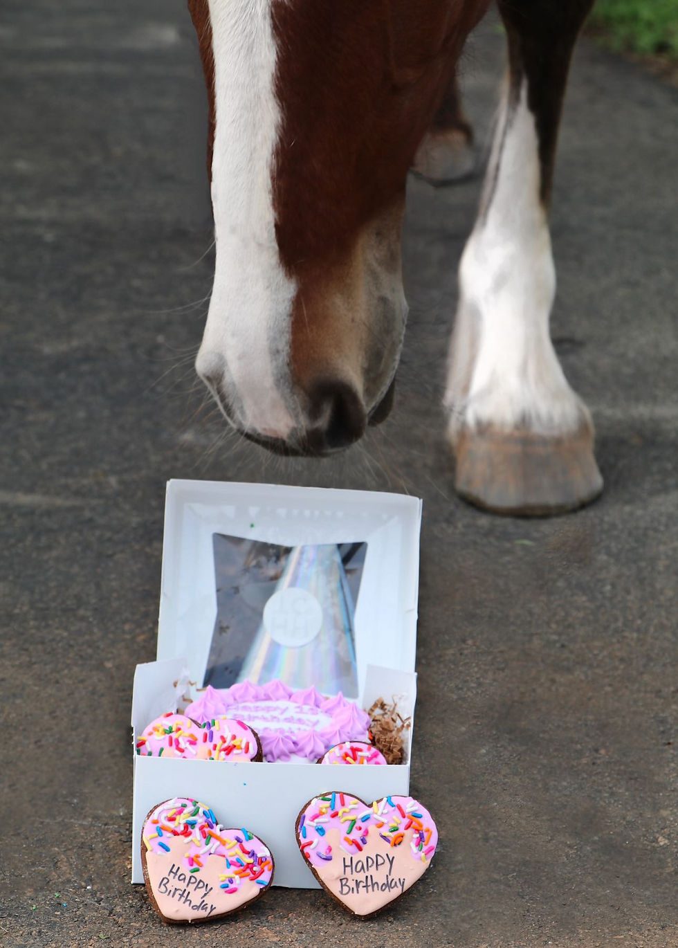 Thumbnail: Horse Cake w/sprinkles