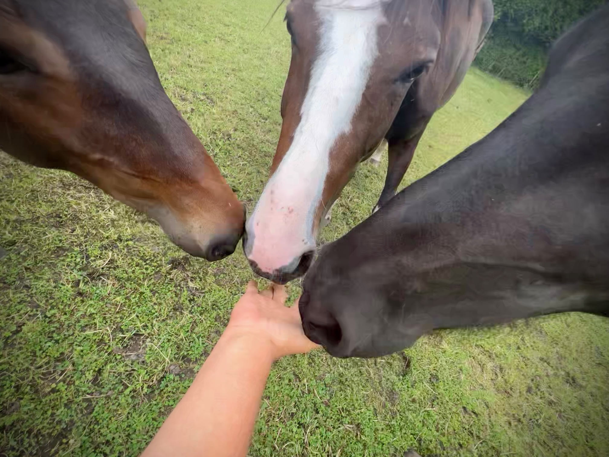 Foto van schrijver: Walk The Horse