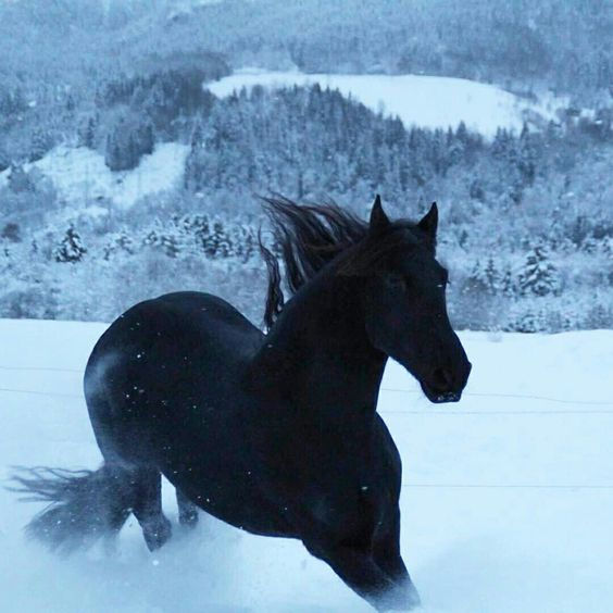 A Review of The Perfect Horse
