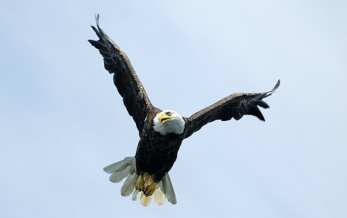 james_baldeagle (1).png