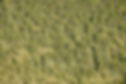 Forest_wide_aerial_resize.JPG