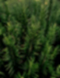 Untitled design (1)_edited.jpg