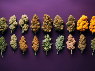 Top Weed Strains in Playa del Carmen: A Guide for Cannabis Enthusiasts