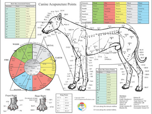 Acupuntura para cães e gatos - a nova tendência da medicina veterinária.