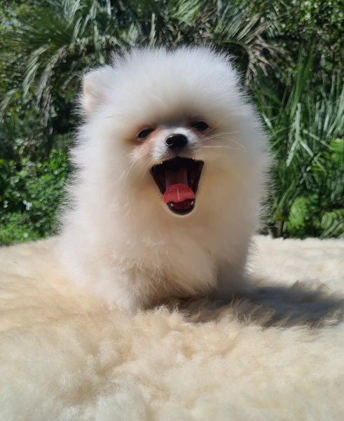 Spitz Alemão - Lulu da Pomerânia - Spitz - Lulus - Spitz Anão - Lulu anão