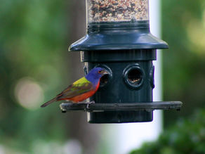 What's So Great About Birding?