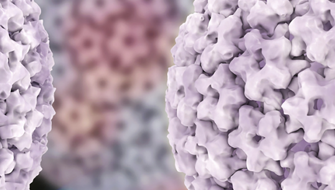 Human Papillomavirus (HPV)