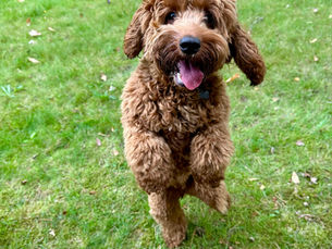 Puppy Training 101: Building Confident, Well-Mannered Dogs