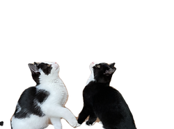 網島サンクの猫たち