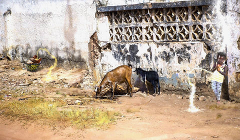 Goats graze near a wall, a young child playing with Lighting.