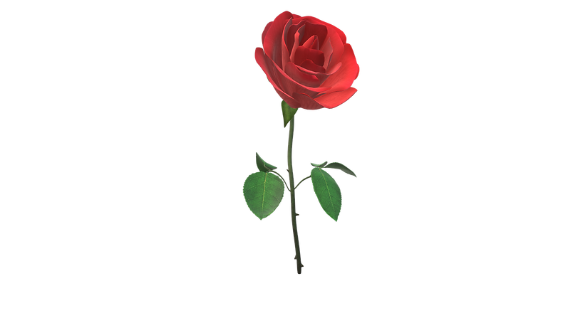 Rose of Sharon Two.png