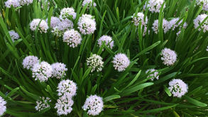 Summer 2020 Newsletter