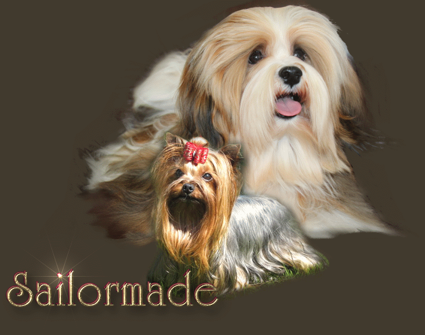 Havanese yorkie hotsell for sale