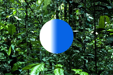 nature's forms VII.jpeg