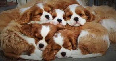Cavalier pups.jpg