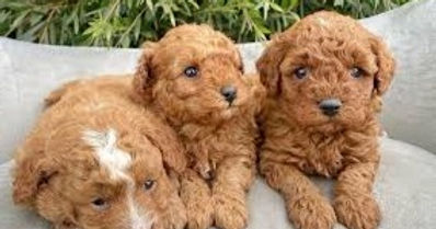 Cavoodle 1_edited.jpg