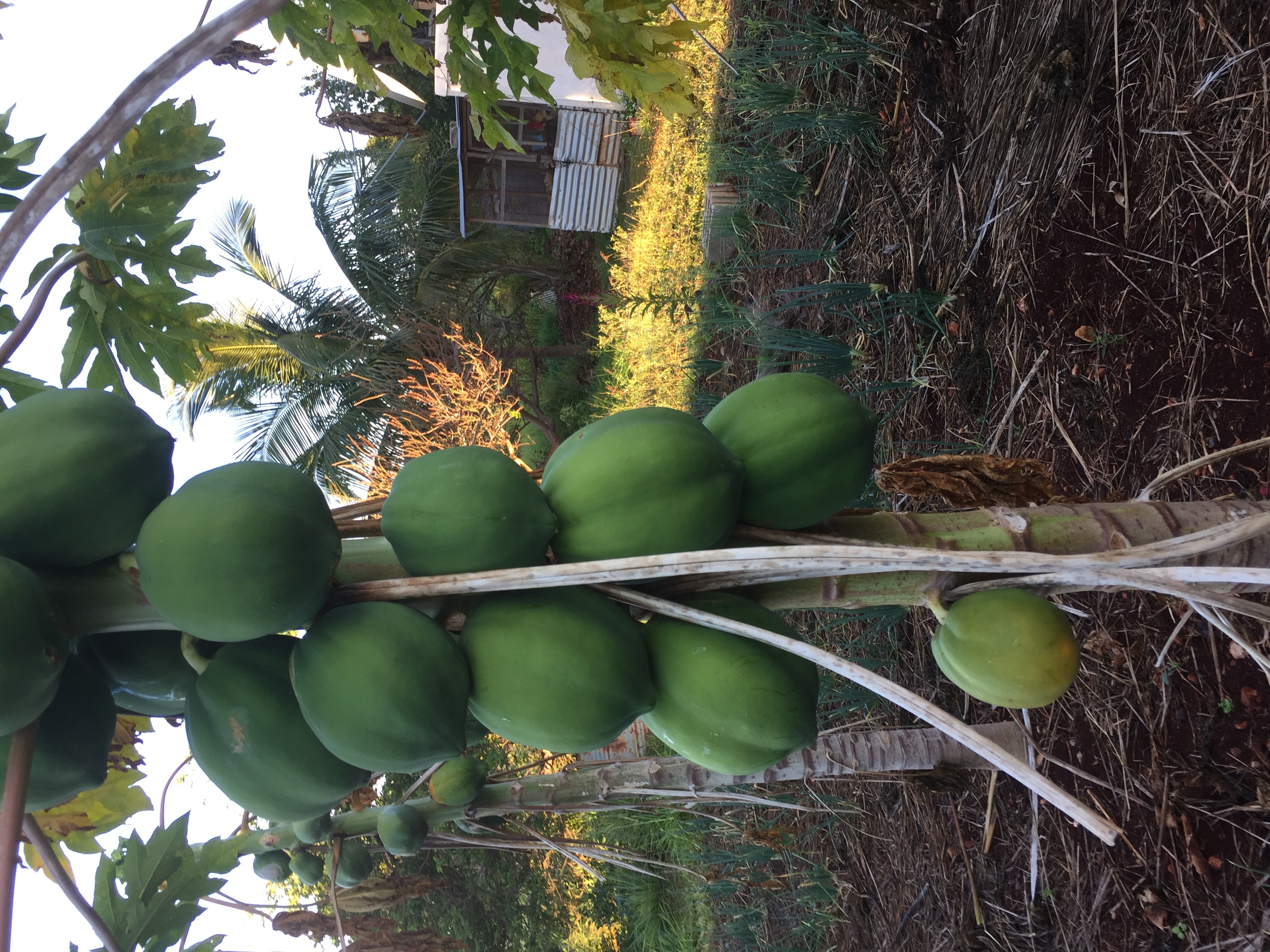 Papaya on tree