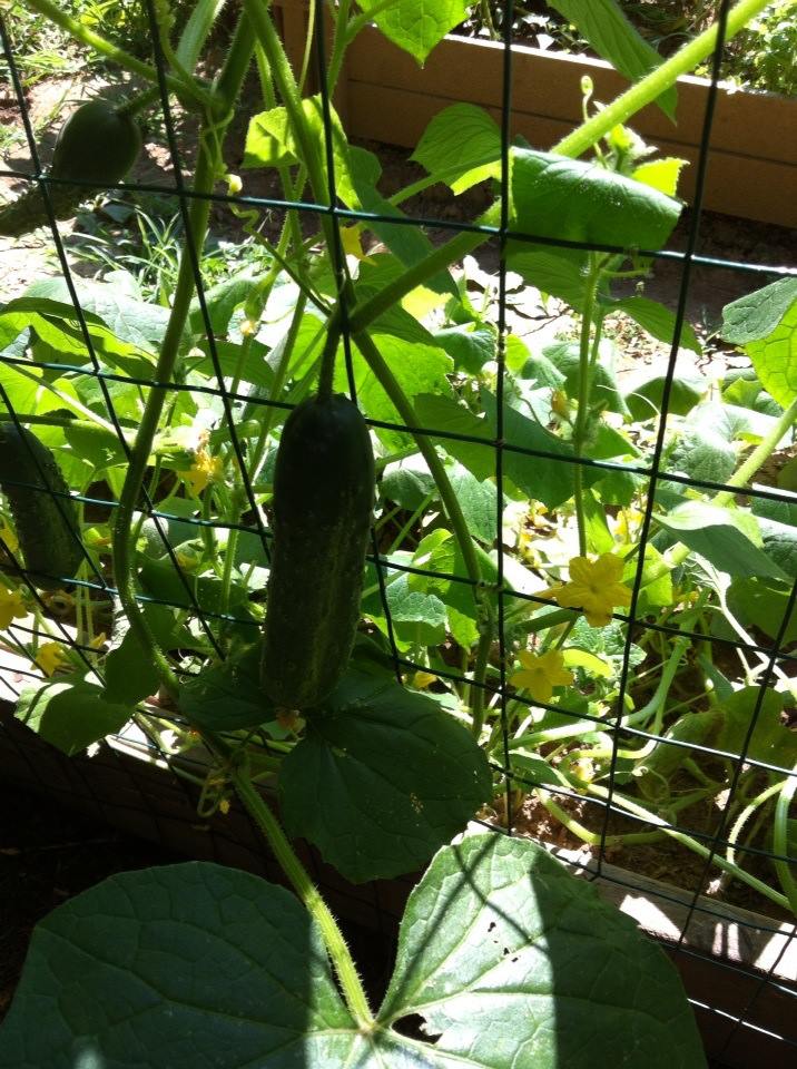 cucumber garden