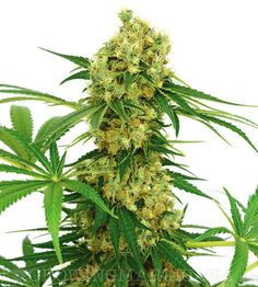 Sacred Plant Medicine 1