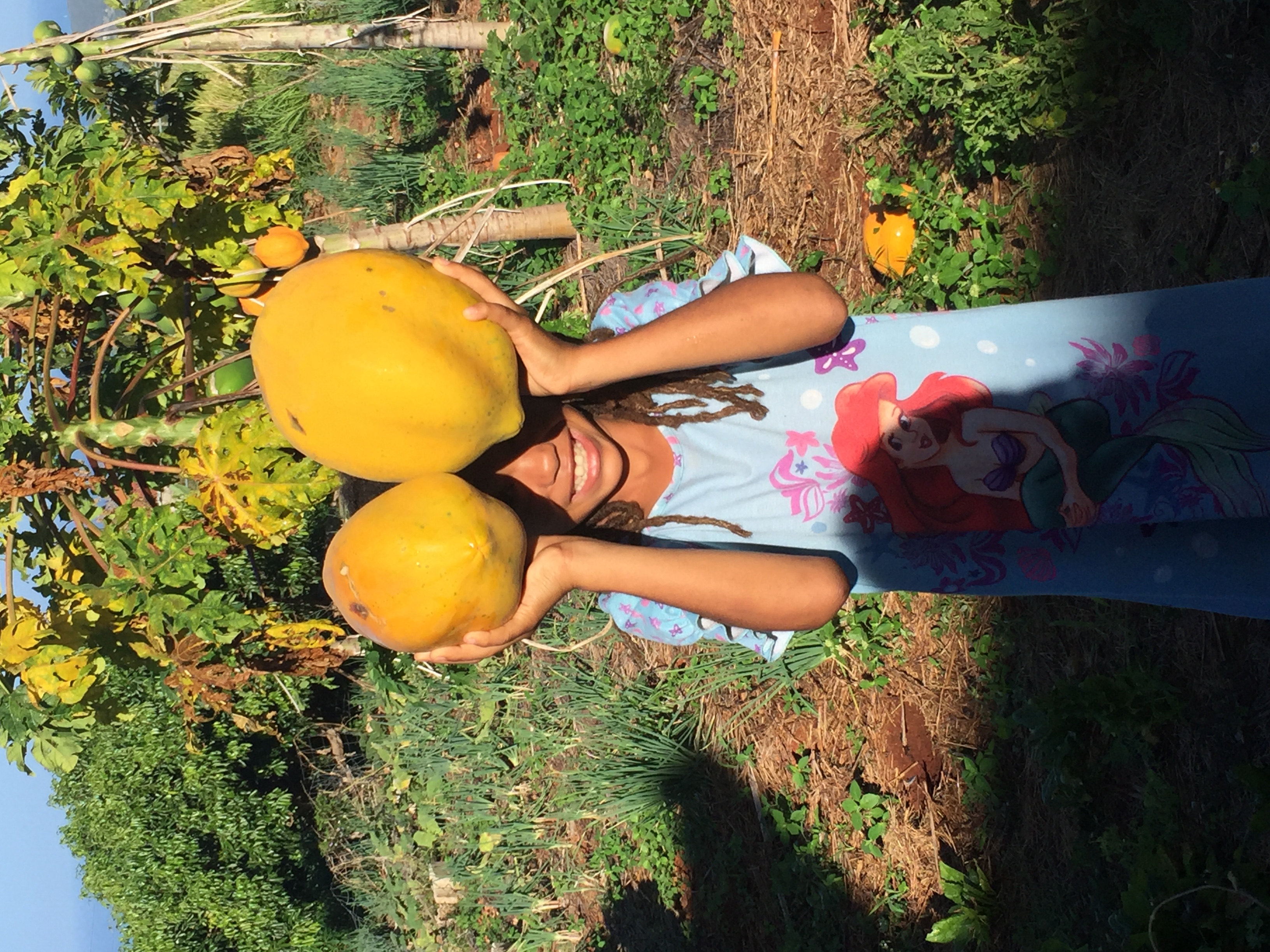 Sugar sweet Papaya