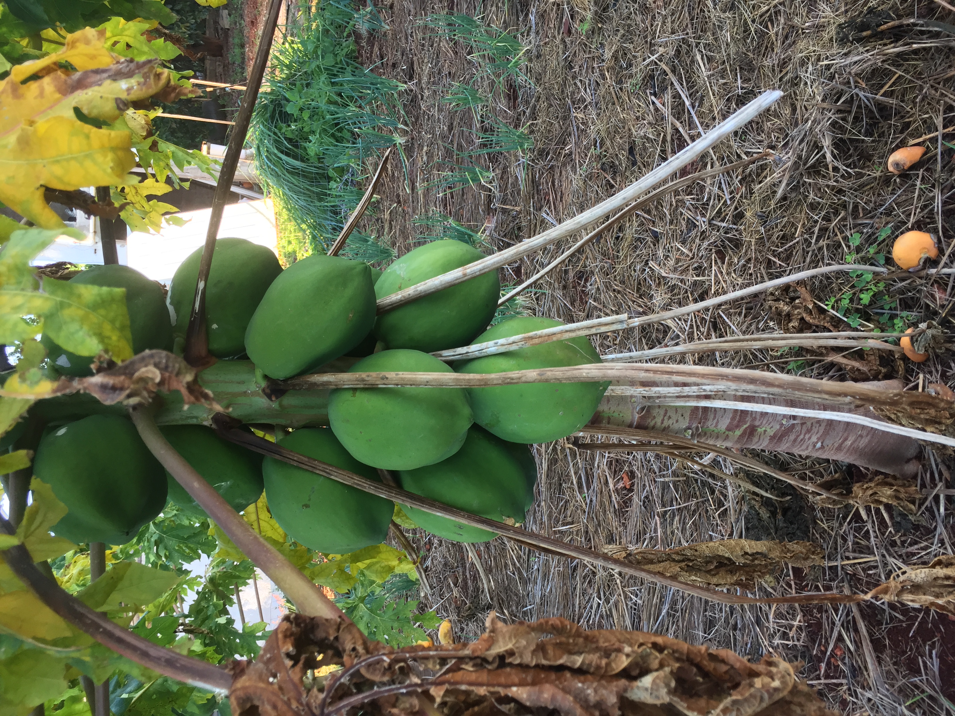 Papaya 2