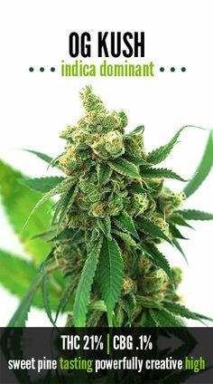 Sacred Plant Medicine 2