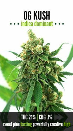 Sacred Plant Medicine 2