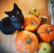 Black cat with pumpkins