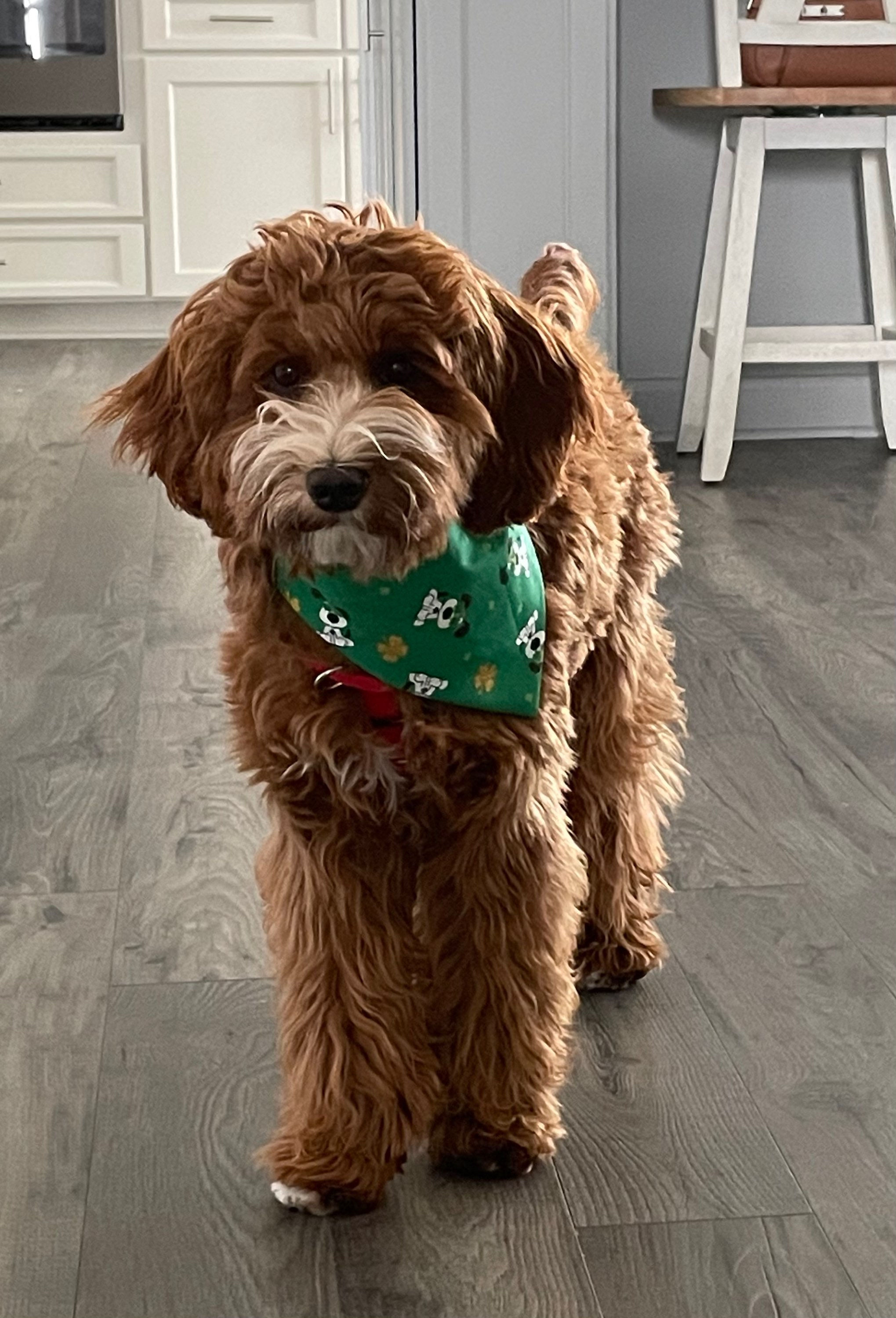 XS, SM, MED, LG St. Pat’s Bandanas