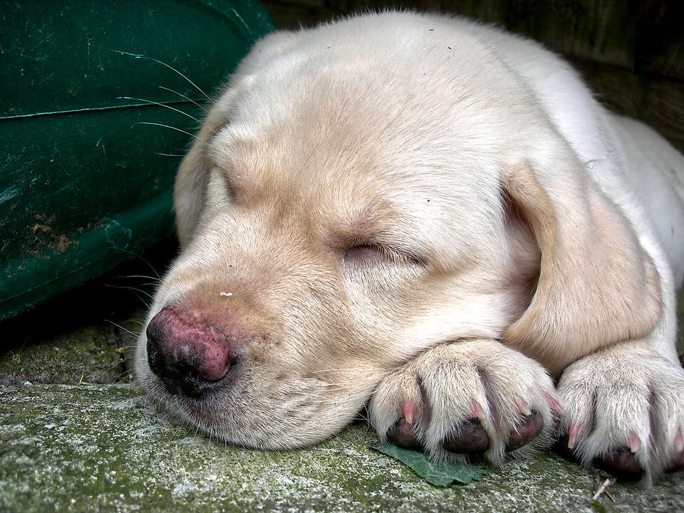 Labrador puppy asleep in the garden